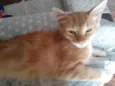 Chico