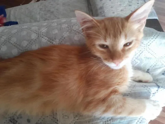 Gato raça SRD-ViraLata idade 2 a 6 meses nome Chico