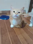 Chico