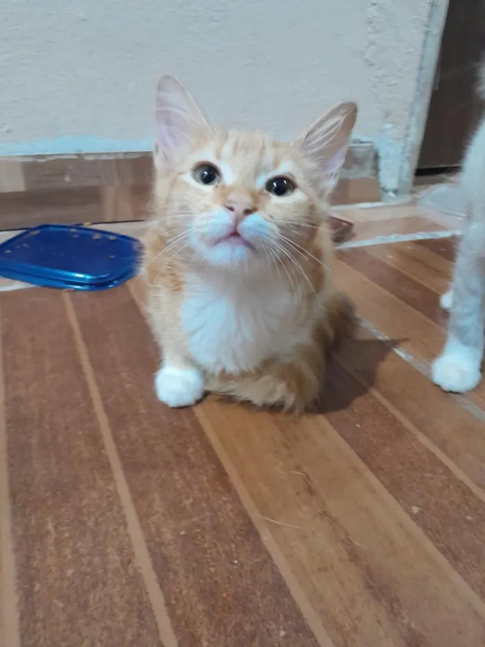 Gato raça SRD-ViraLata idade 2 a 6 meses nome Chico