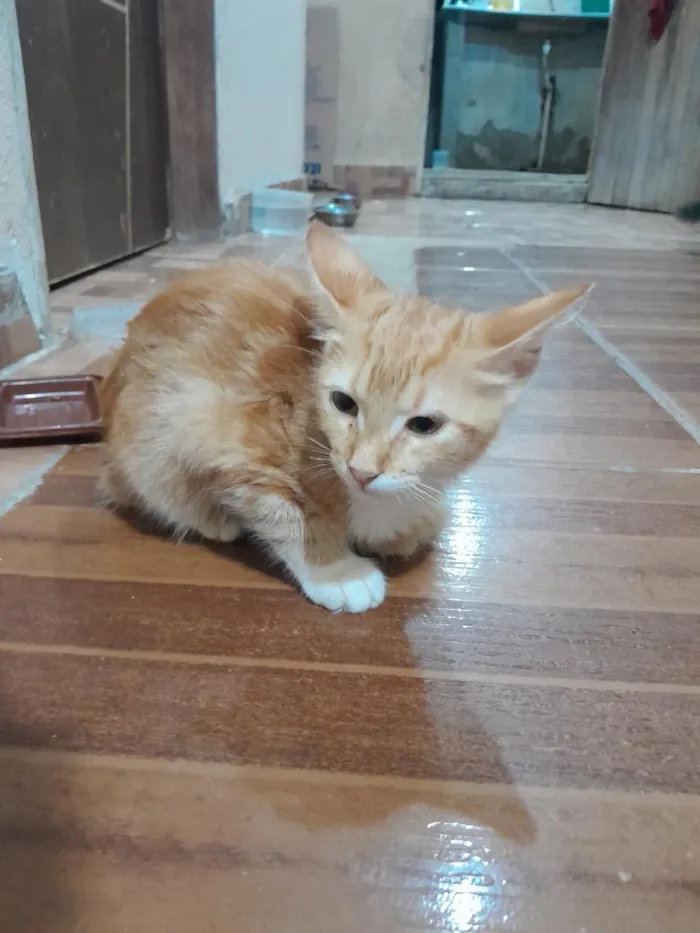 Gato raça SRD-ViraLata idade 2 a 6 meses nome Chico
