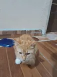 Chico