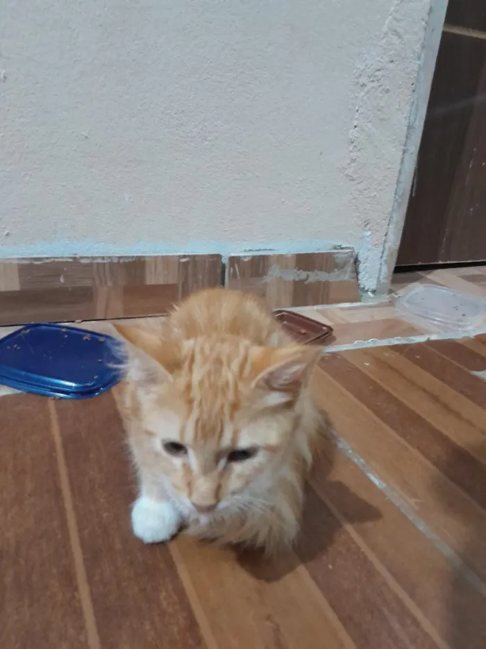 Gato raça SRD-ViraLata idade 2 a 6 meses nome Chico