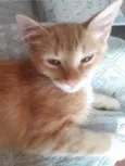 Chico