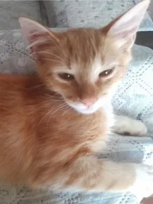 Gato raça SRD-ViraLata idade 2 a 6 meses nome Chico