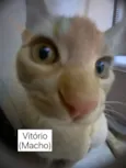Vitória e Vitório 