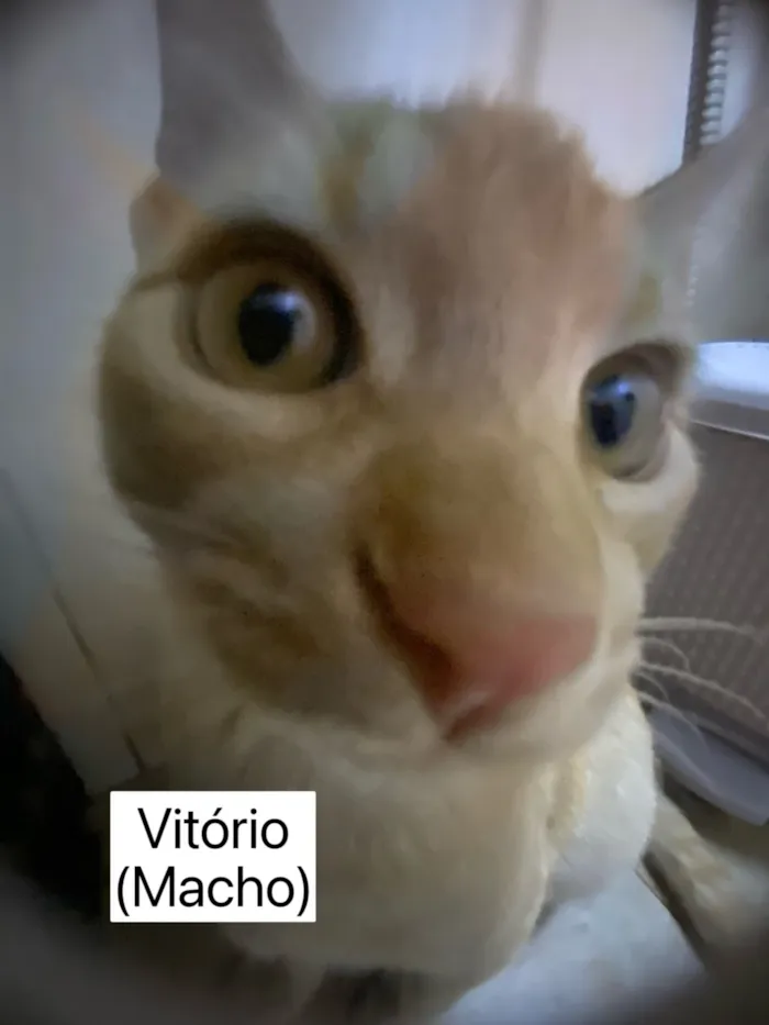 Gato raça SRD-ViraLata idade 2 a 6 meses nome Vitória e Vitório 