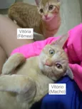 Vitória e Vitório 