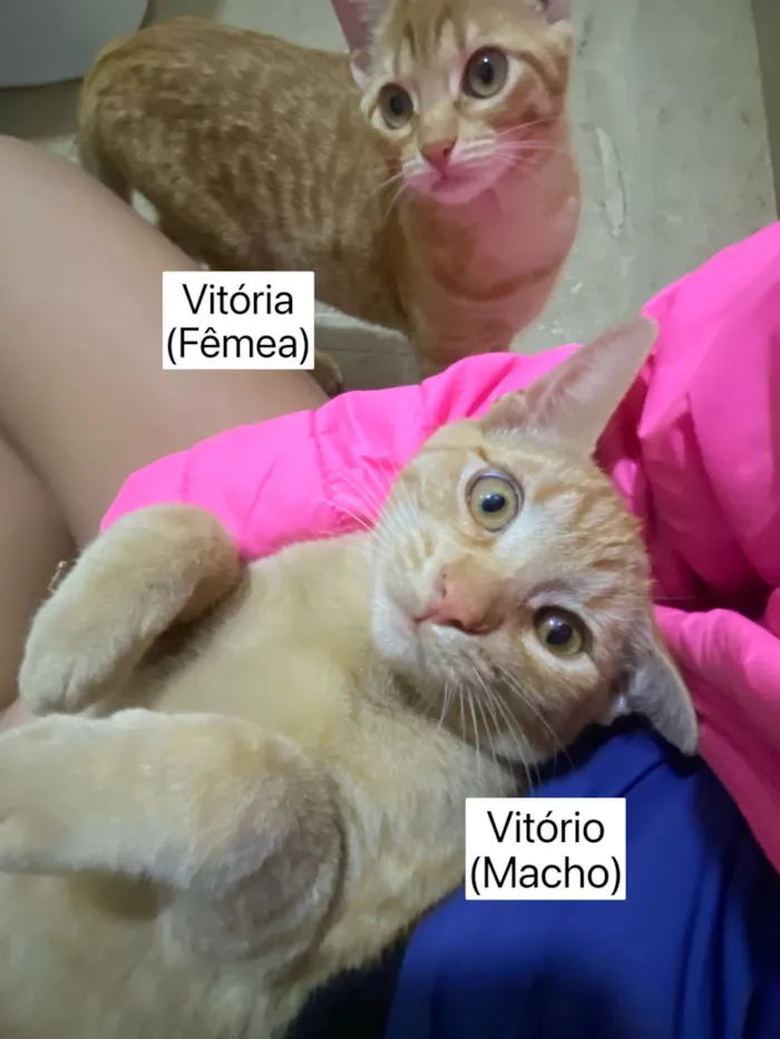 Gato raça SRD-ViraLata idade 2 a 6 meses nome Vitória e Vitório 