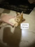 Vitória e Vitório 