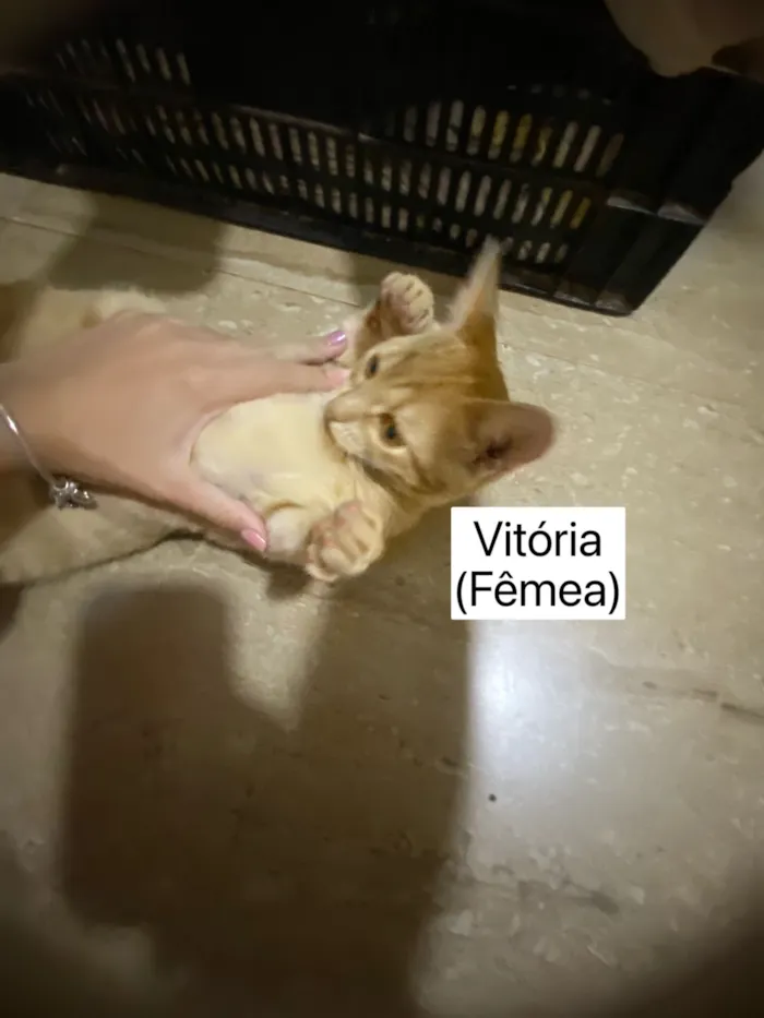 Gato raça SRD-ViraLata idade 2 a 6 meses nome Vitória e Vitório 