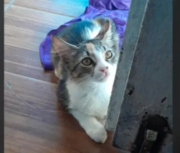 Gato raça SRD-ViraLata idade 2 a 6 meses nome Ponyo