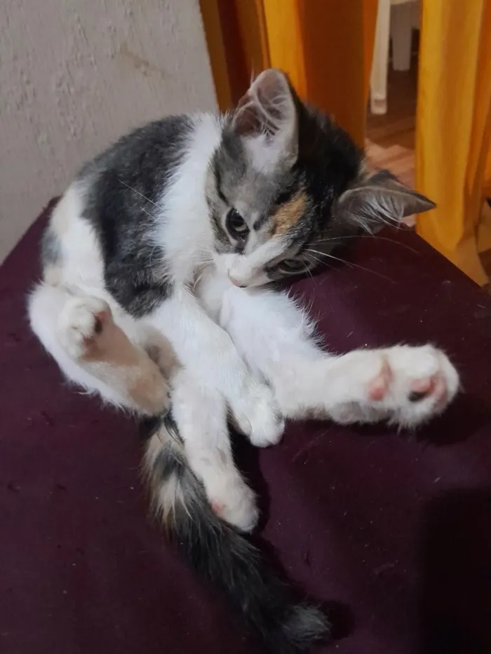 Gato raça SRD-ViraLata idade 2 a 6 meses nome Ponyo