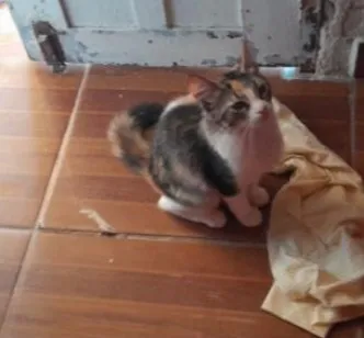 Gato raça SRD-ViraLata idade 2 a 6 meses nome Ponyo
