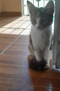 Gato raça SRD-ViraLata idade 2 a 6 meses nome Ponyo