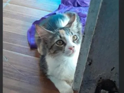 Gato raça SRD-ViraLata idade 2 a 6 meses nome Ponyo