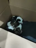 simba e mufasa