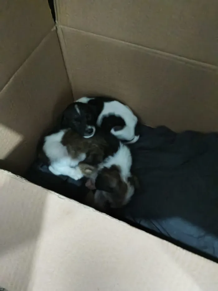 Cachorro raça SRD-ViraLata idade Abaixo de 2 meses nome simba e mufasa