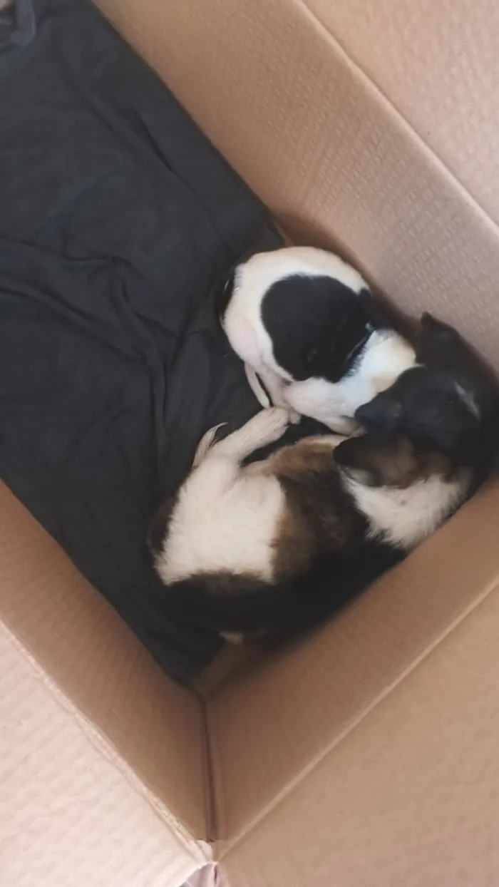 Cachorro raça SRD-ViraLata idade Abaixo de 2 meses nome simba e mufasa