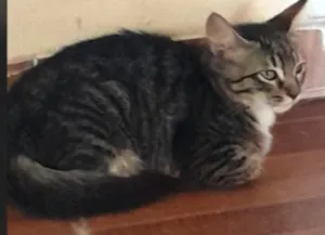 Gato raça SRD-ViraLata idade 2 a 6 meses nome Levi