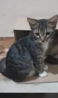Levi