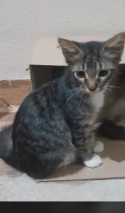 Gato raça SRD-ViraLata idade 2 a 6 meses nome Levi