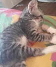 Levi