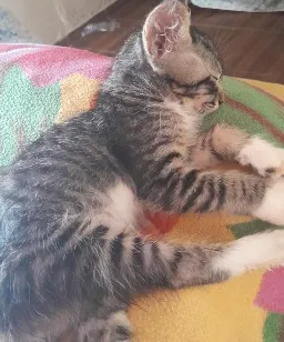 Gato raça SRD-ViraLata idade 2 a 6 meses nome Levi
