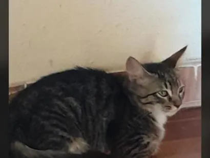 Gato raça SRD-ViraLata idade 2 a 6 meses nome Levi