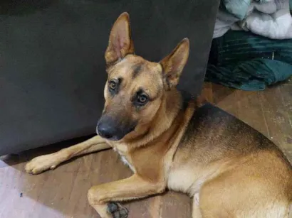 Cachorro raça SRD-ViraLata idade 1 ano nome Apolo