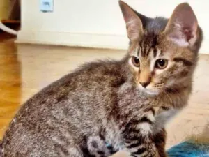 Gato raça SRD-ViraLata idade 2 a 6 meses nome TANGO TIGRE