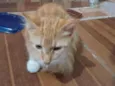 Chico