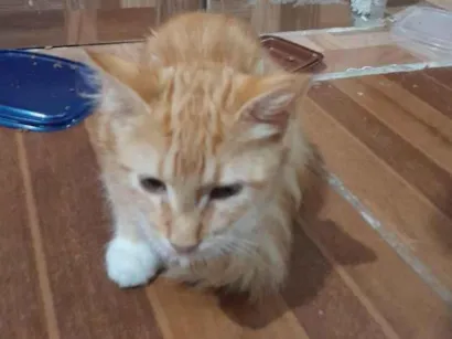 Gato raça SRD-ViraLata idade 2 a 6 meses nome Chico