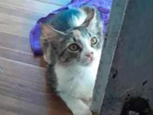 Gato raça SRD-ViraLata idade 2 a 6 meses nome Ponyo