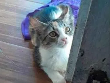 Gato raça SRD-ViraLata idade 2 a 6 meses nome Ponyo