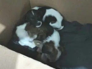 Cachorro raça SRD-ViraLata idade Abaixo de 2 meses nome simba e mufasa