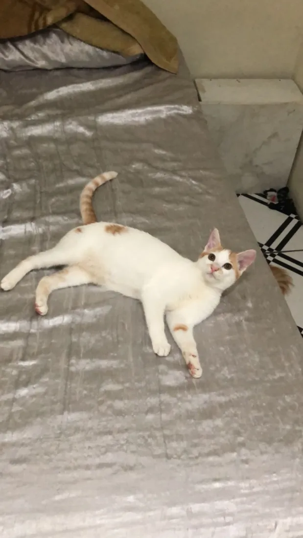 Gato raça SRD-ViraLata idade 2 a 6 meses nome Estrela -  Lua 
