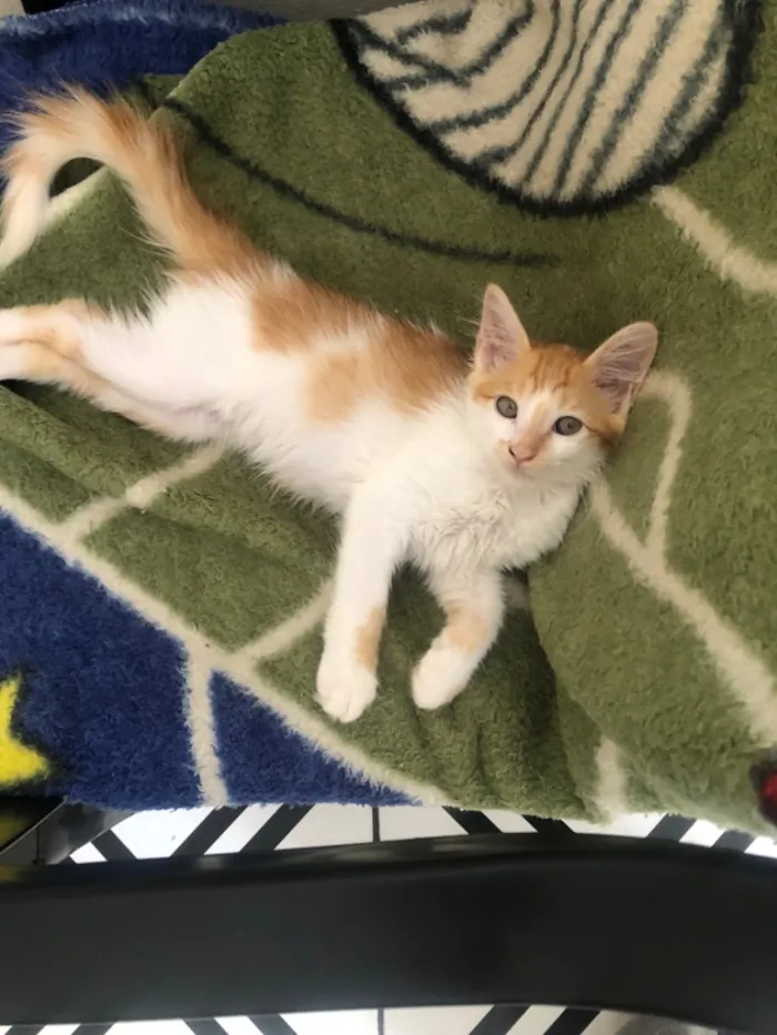 Gato raça SRD-ViraLata idade 2 a 6 meses nome Estrela -  Lua 