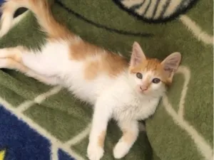 Gato raça SRD-ViraLata idade 2 a 6 meses nome Estrela -  Lua 