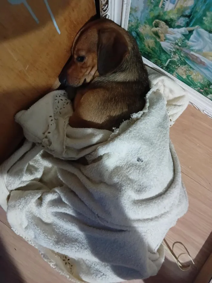 Cachorro raça Basset-Cofap idade 7 a 11 meses nome romeu
