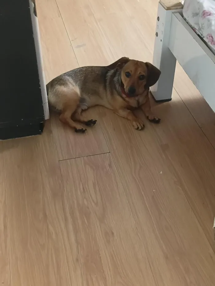 Cachorro raça Basset-Cofap idade 7 a 11 meses nome romeu