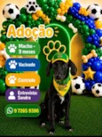 Dodô
