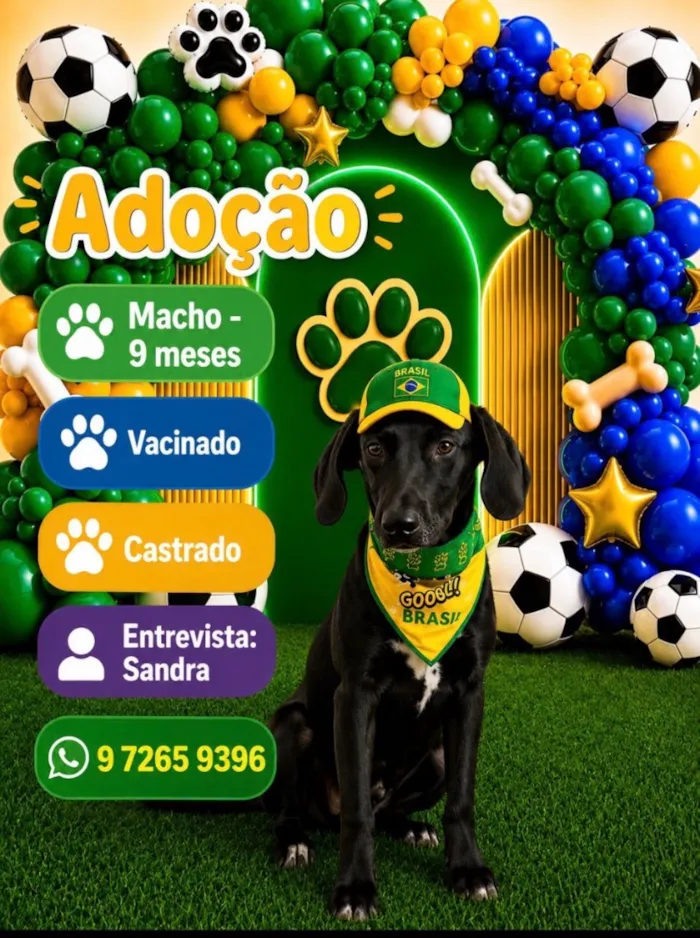 Cachorro raça SRD-ViraLata idade 7 a 11 meses nome Dodô