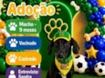 Dodô