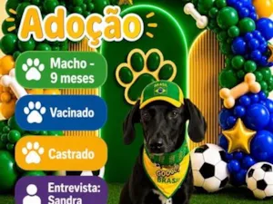 Cachorro raça SRD-ViraLata idade 7 a 11 meses nome Dodô
