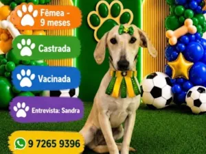 Cachorro raça SRD-ViraLata idade 7 a 11 meses nome  Luana 