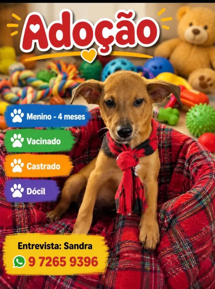 Cachorro raça SRD-ViraLata idade 2 a 6 meses nome José