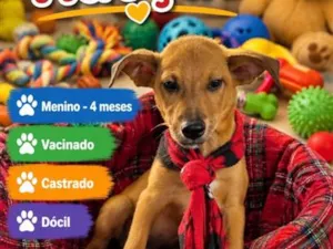 Cachorro raça SRD-ViraLata idade 2 a 6 meses nome José