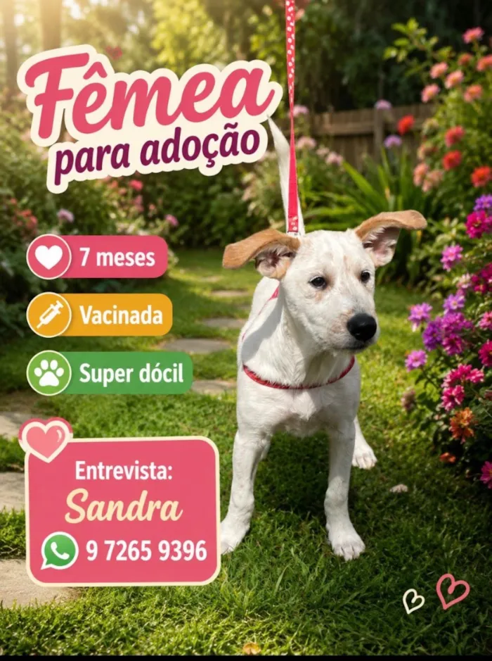 Cachorro raça SRD-ViraLata idade 7 a 11 meses nome Isabel