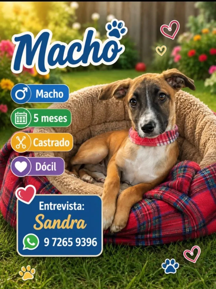 Cachorro raça SRD-ViraLata idade 2 a 6 meses nome Fred